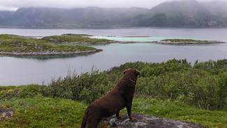 Noorwegen, update 16 september  over de zieke honden