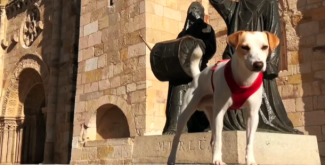 Spaanse hond brengt toerisme-mogelijkheden honden in kaart