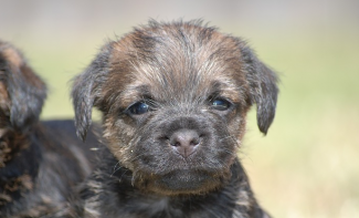 Nieuwe DNA test beschikbaar voor shaken puppy syndrome bij Border Terriers