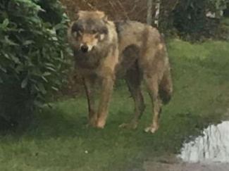 Wolf gespot in Celle Landkreis