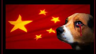 Brief Raad van Beheer over Yulin Dog Meat Festival