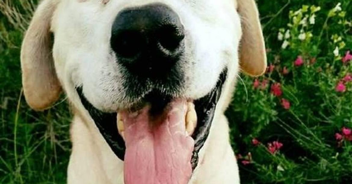 Misvormde hond vindt thuis na vijf jaar