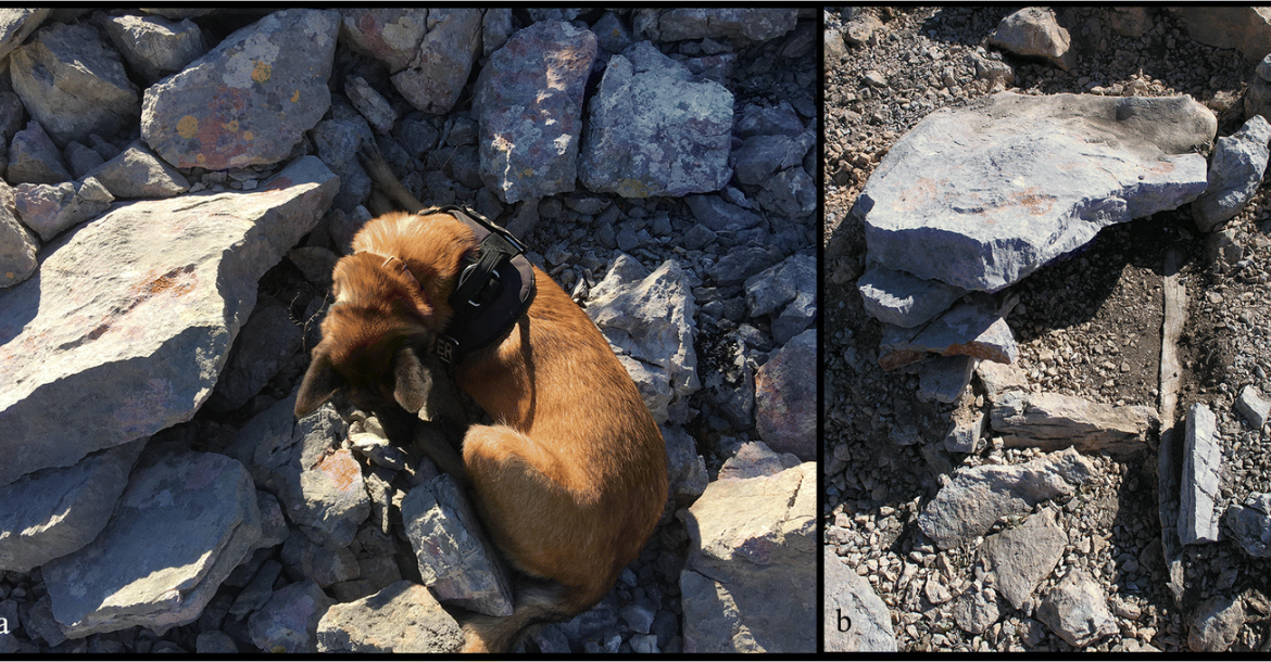 Archeologiehonden ontdekken 3000 jaar oude graven in Kroatië