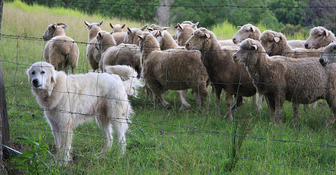 Verbod op kuddebewakers in Zwitserland?