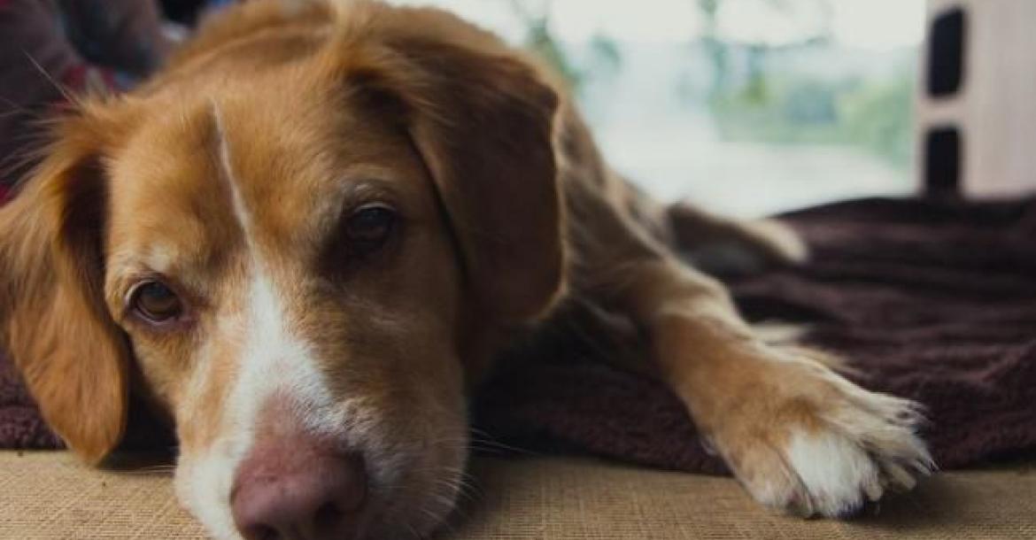 Nieuwe markers voor Lupus (SLE) bij honden gevonden