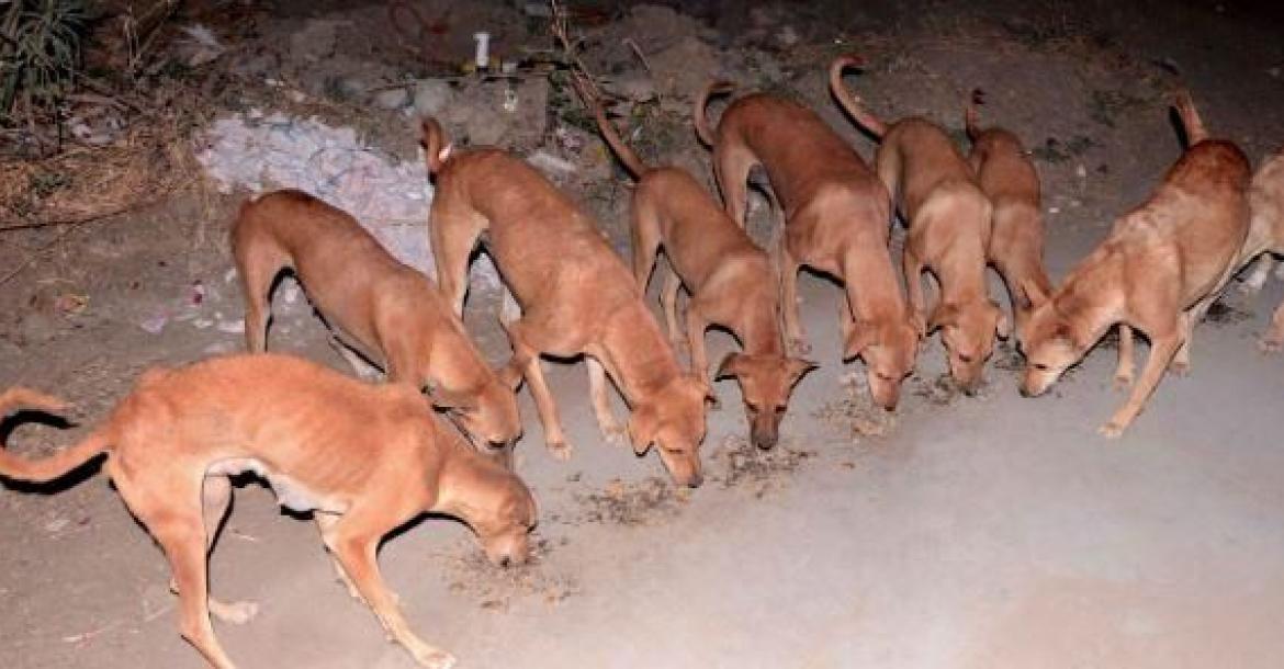De hondenmiljonairs van India 
