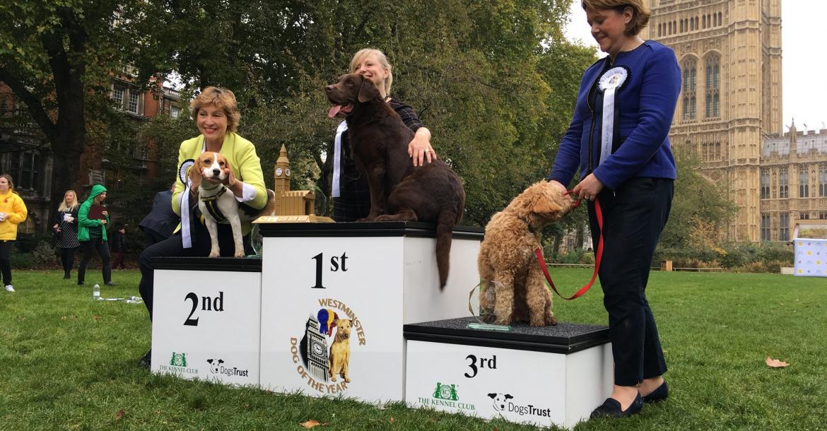Engeland kiest "Parlementaire hond van het jaar"