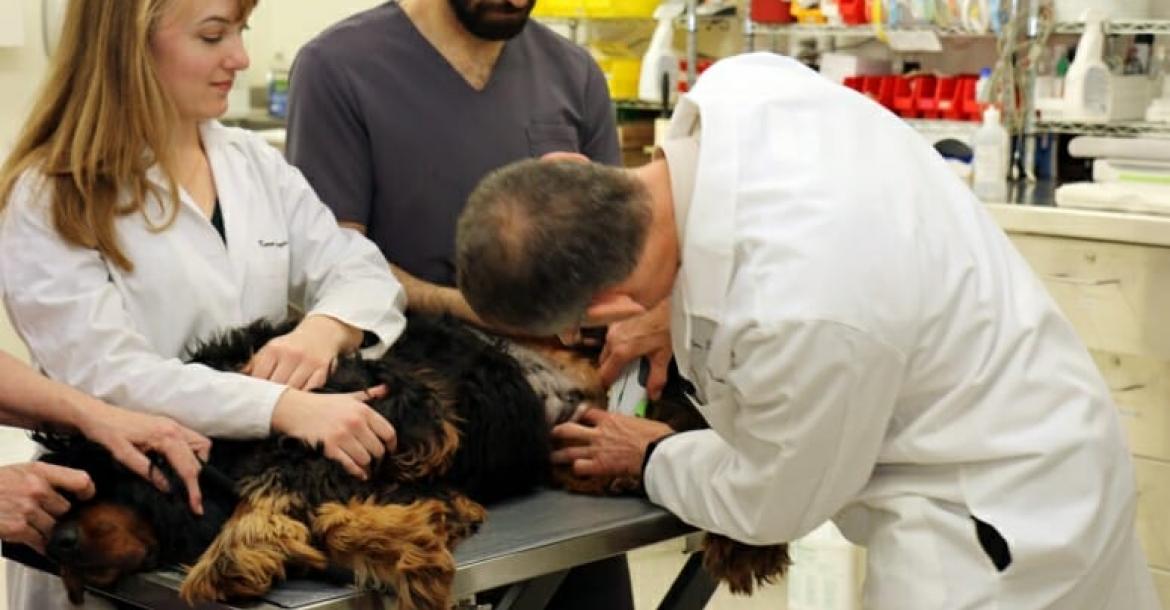 Test met vaccin tegen kanker bij honden gestart