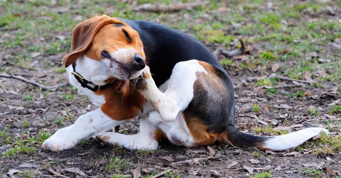 Jeukende huidallergieën bij honden gekoppeld aan probleemgedrag, aldus nieuw onderzoek