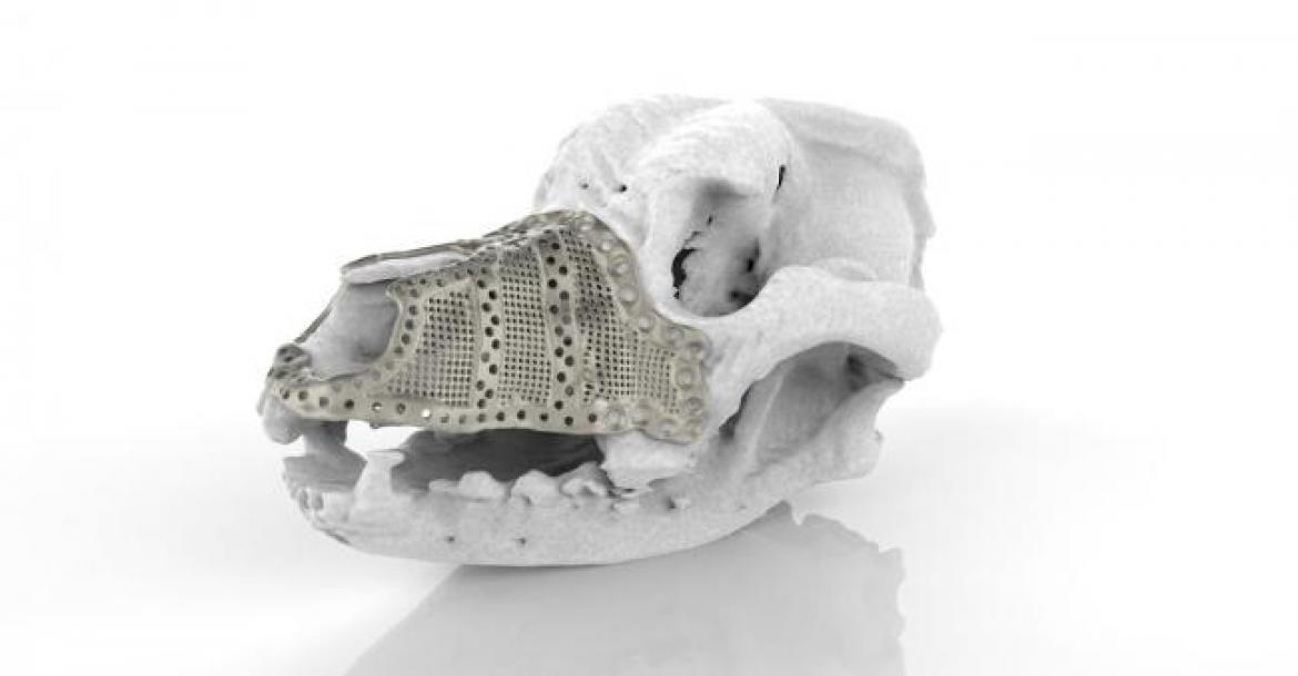 Voor het eerst 3D-printtechnologie gebruikt bij hond met kanker