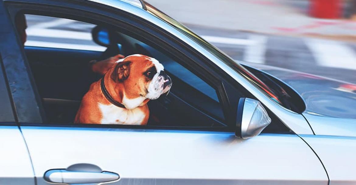 Helft rijdt voorzichtiger als hond in de auto zit