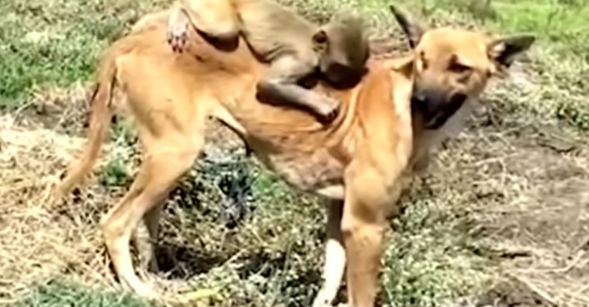 Hond adopteert baby-aapje