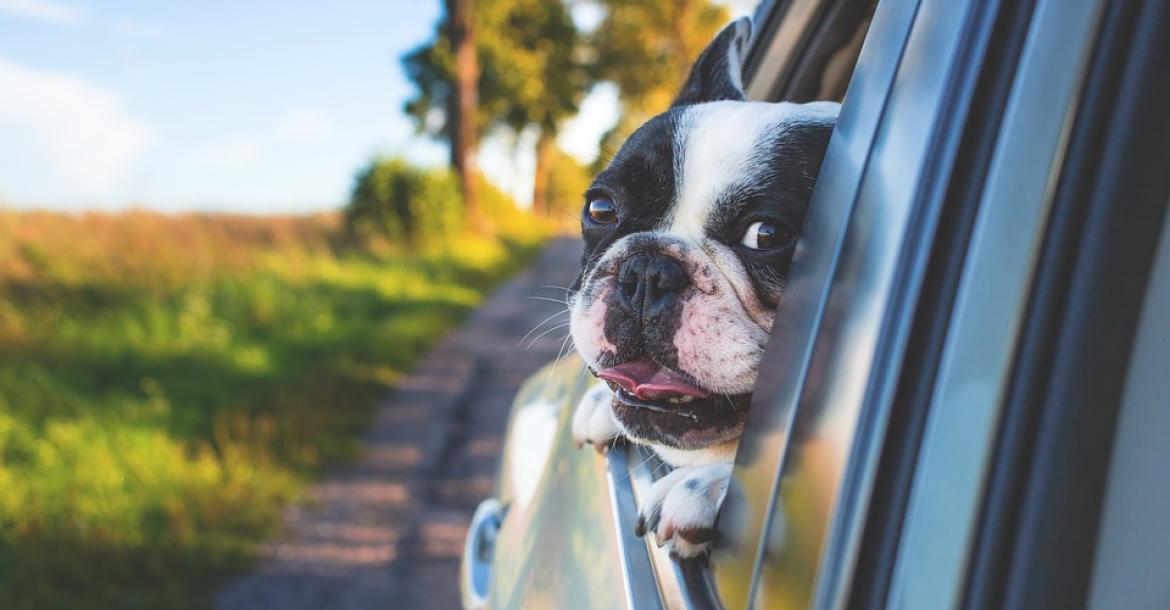 Hond los in auto verdubbelt afleiding en risico op ongeluk