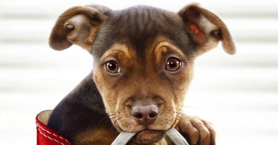 PETA wil einde aan hondenfilms