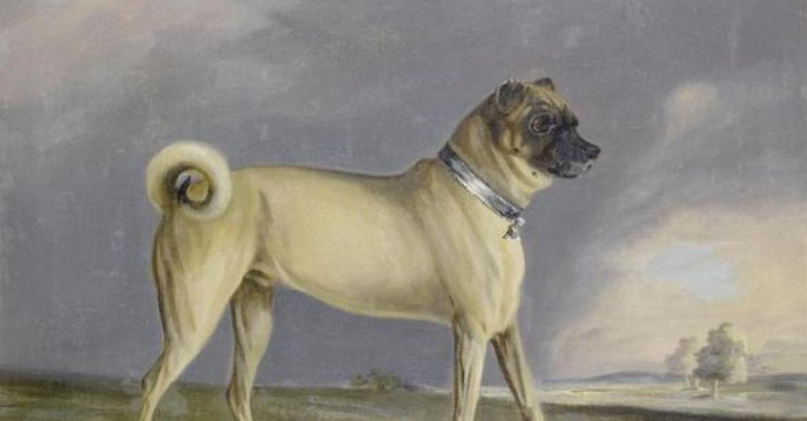 Hollandsche bulldog sinds 1572 officiële hond van de Oranjes