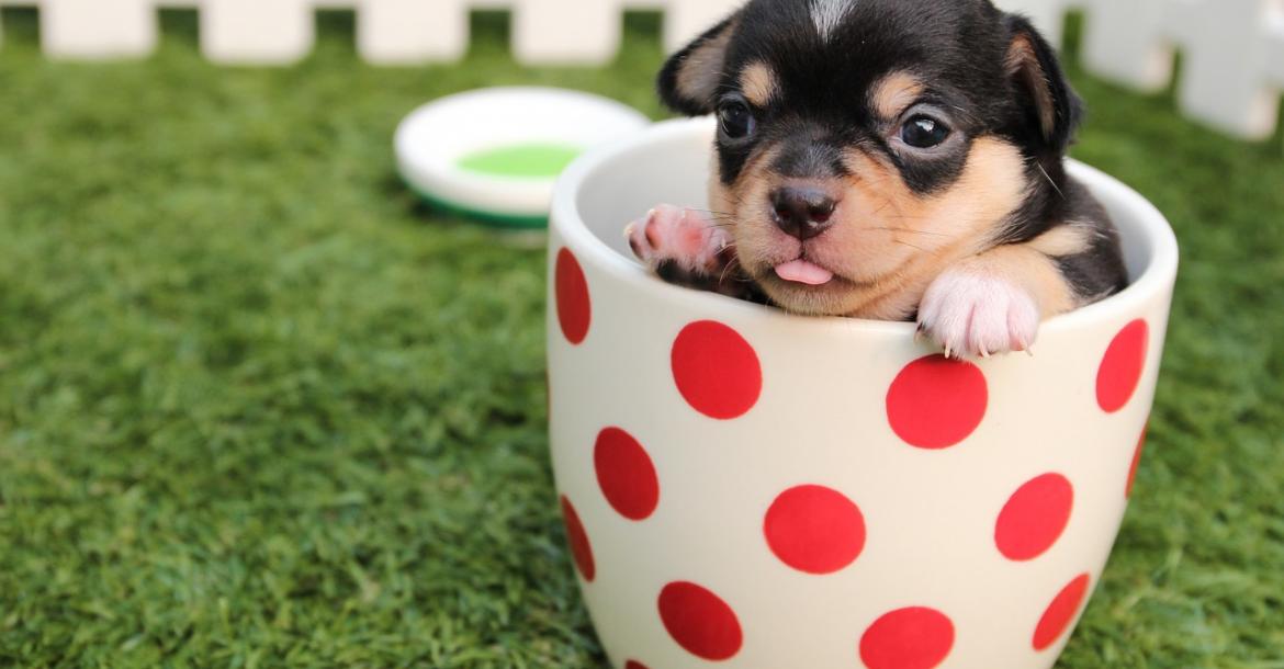 Britse Kennel Club: Koop geen teacup pup!