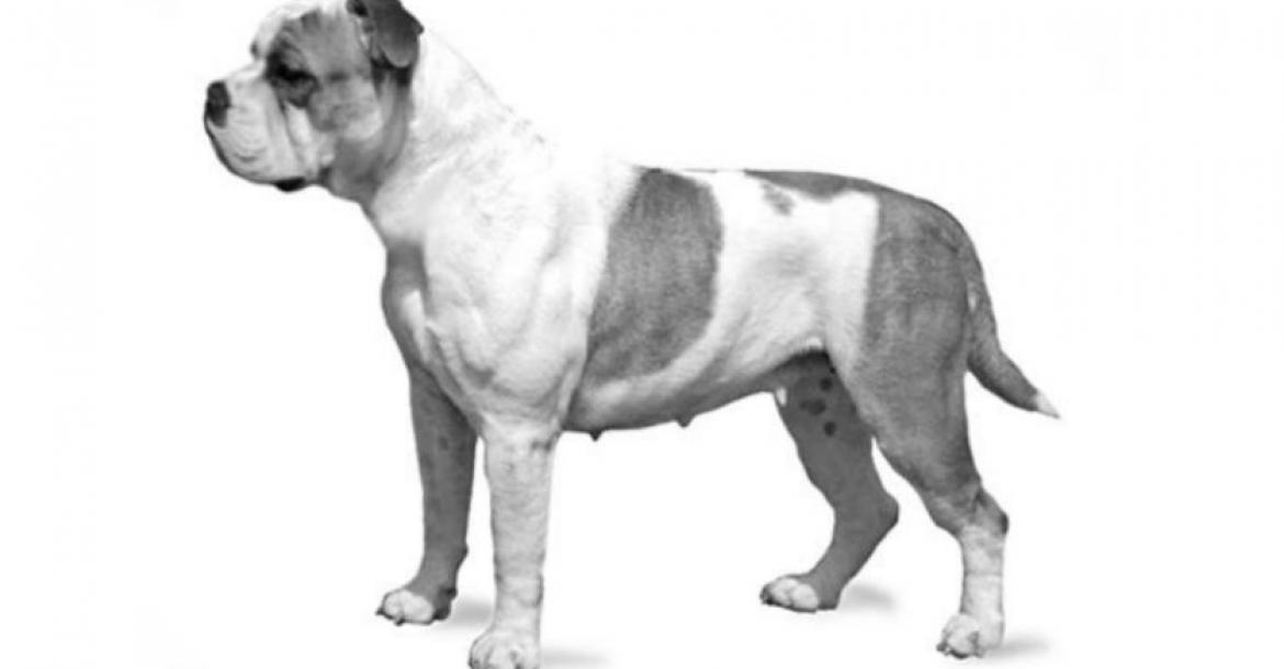 continental bulldog