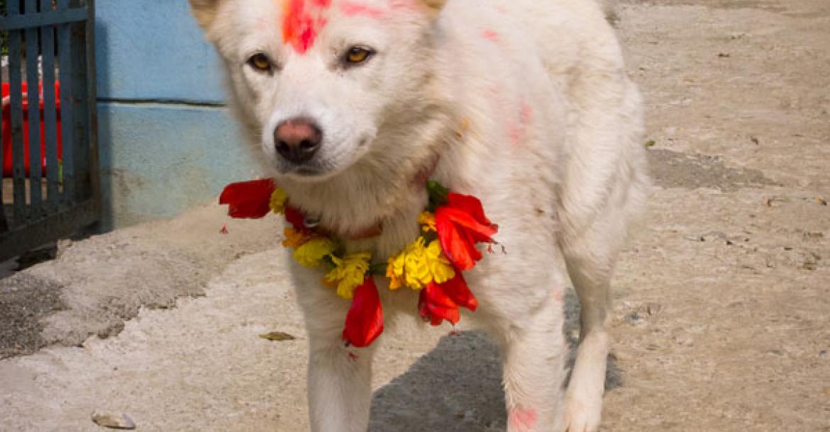 Kukur Tihar, hondenfeest in Nepal