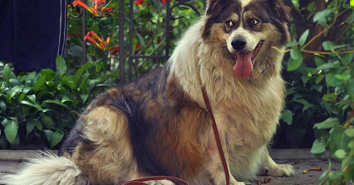 COVID-neveneffect: onze honden worden te dik