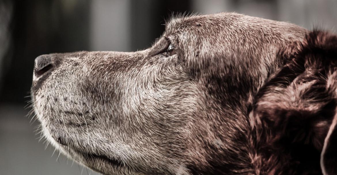 Antioxidanten: waarom grote honden eerder doodgaan