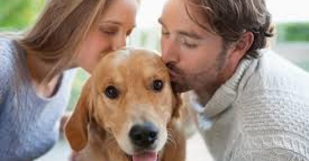 Liever hond dan partner kussen