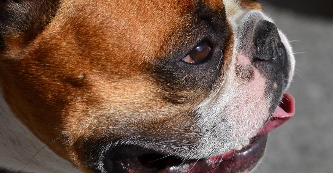 Franse bulldog overleden tijdens vlucht