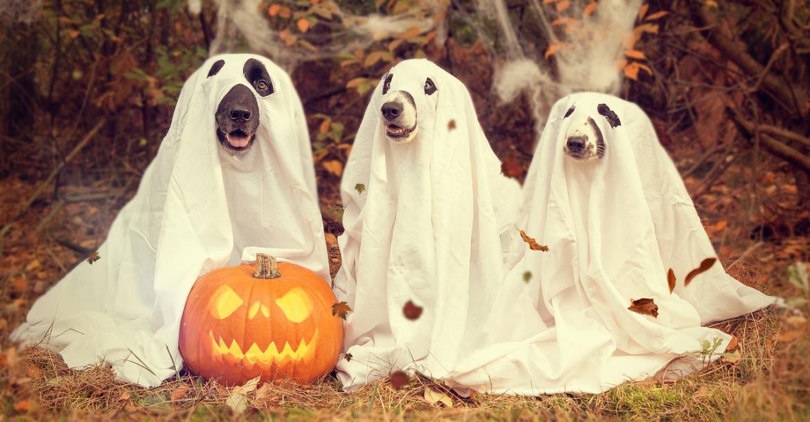 Halloween met je hond, hoe leuk is dat?