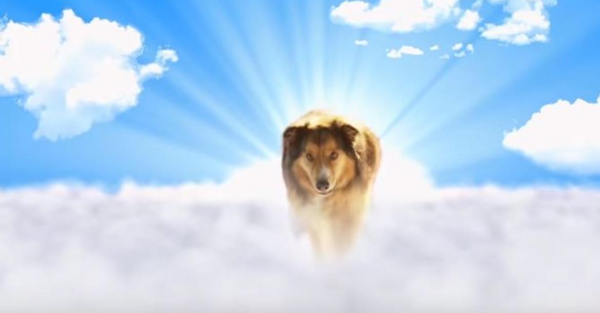 Best Friend from Heaven nieuwe hondenfilm 