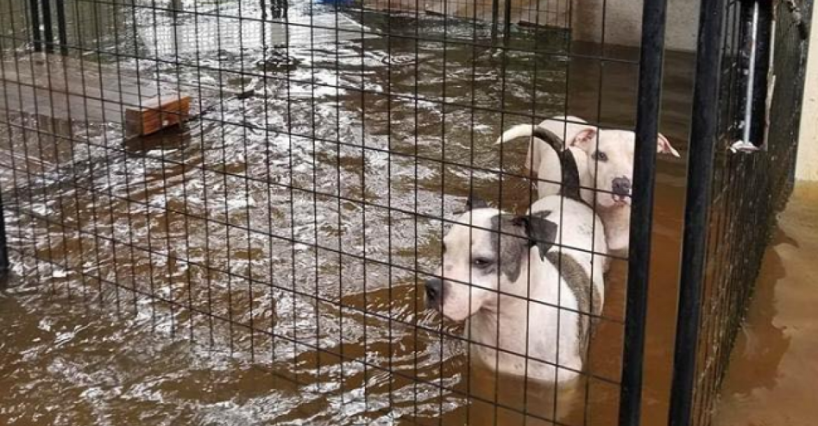 Ook honden slachtoffer van Harvey, asiel overstroomd