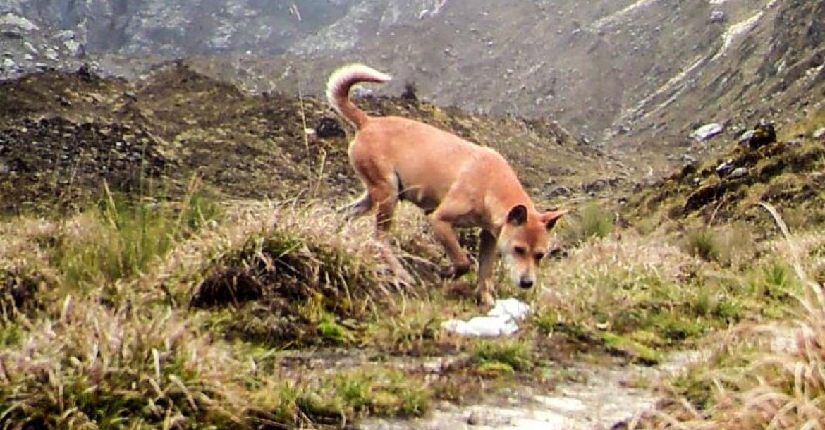 Oudste hondachtige levend herontdekt: de New Guinea Highland Wild Dog