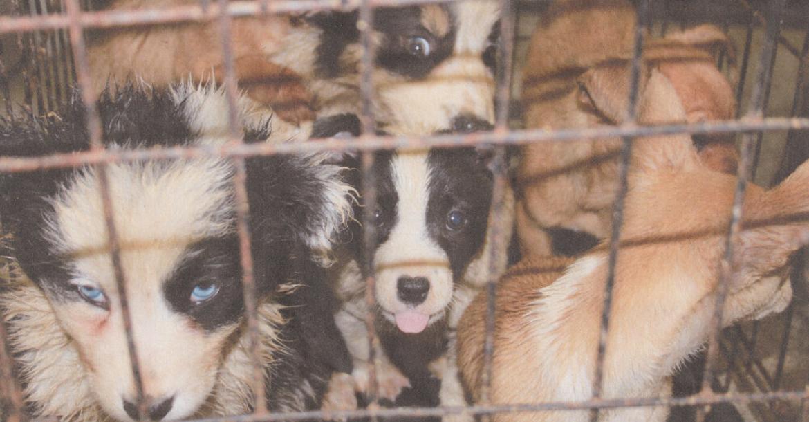 Nauwgezet steenkool Proberen Elke dag 438000 honden te koop in Europa | DogZine