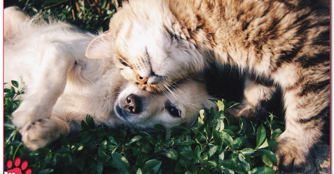 Als kat en hond; is gedrag naar katten voorspelbaar?