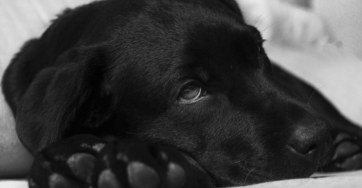 Doorbraak bij behandeling hemangiosarcoom bij honden