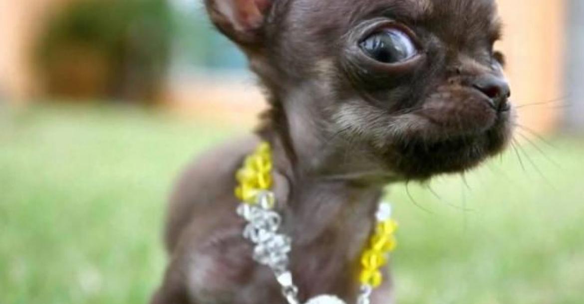 Kleinste hond ter wereld nu ook meest gekloonde