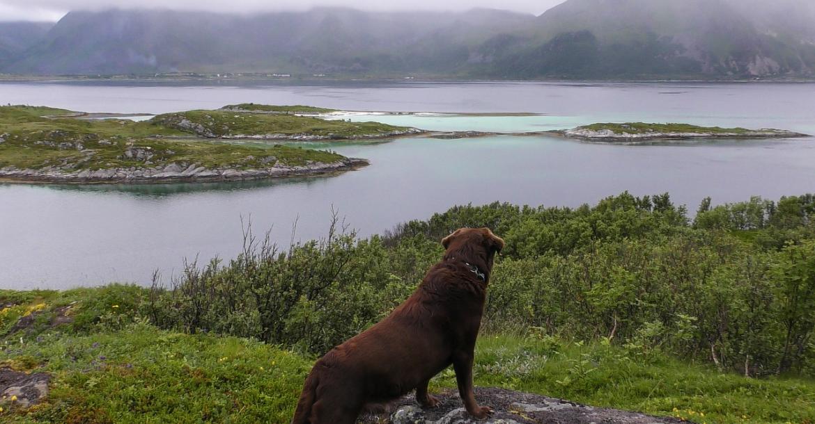 Zieke honden in Noorwegen, de laatste feiten