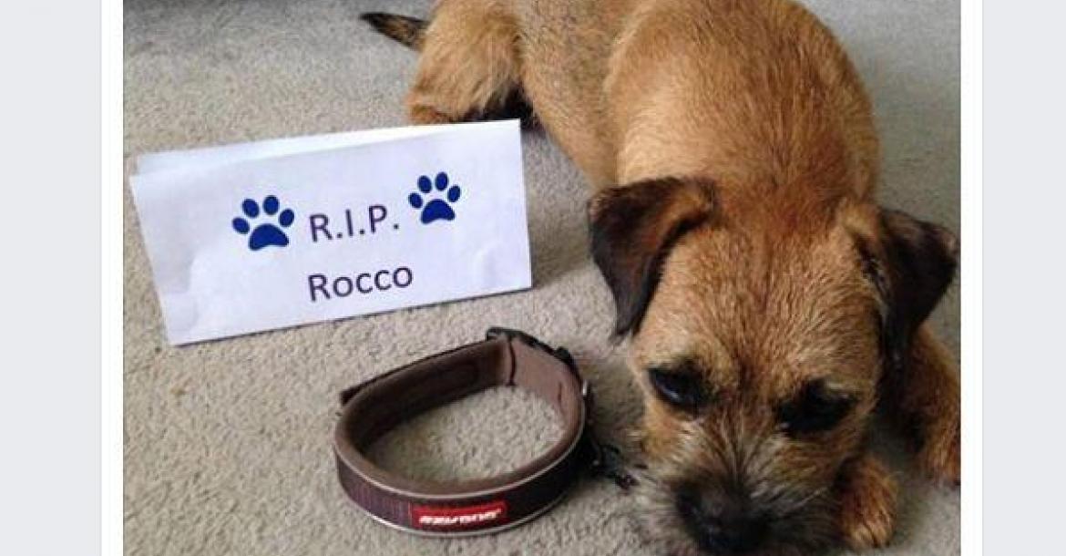 Massaal Facebook-tribute voor tragisch overleden pup