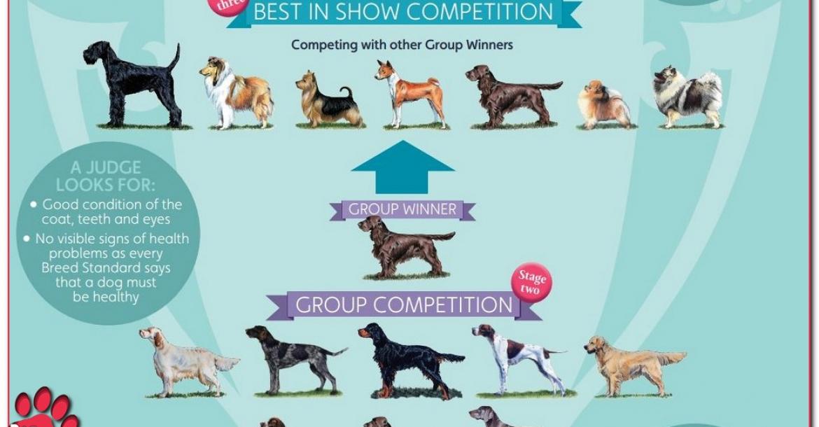 Crufts: extra controle voor Best of Breeds