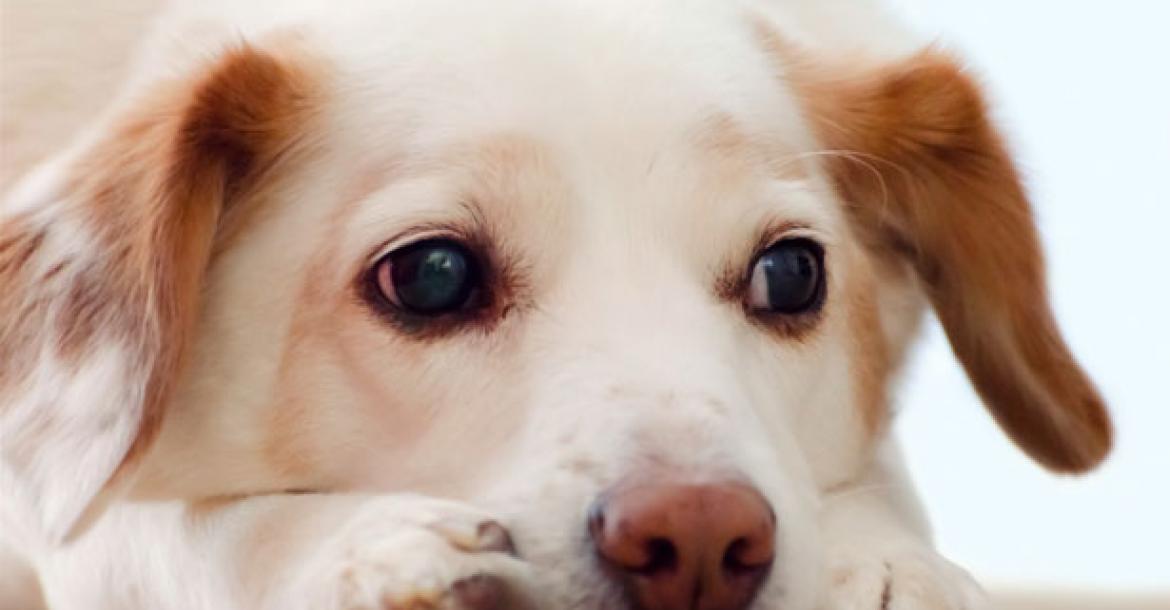Hondenbaas even gevoelig voor hondengejammer als babygehuil