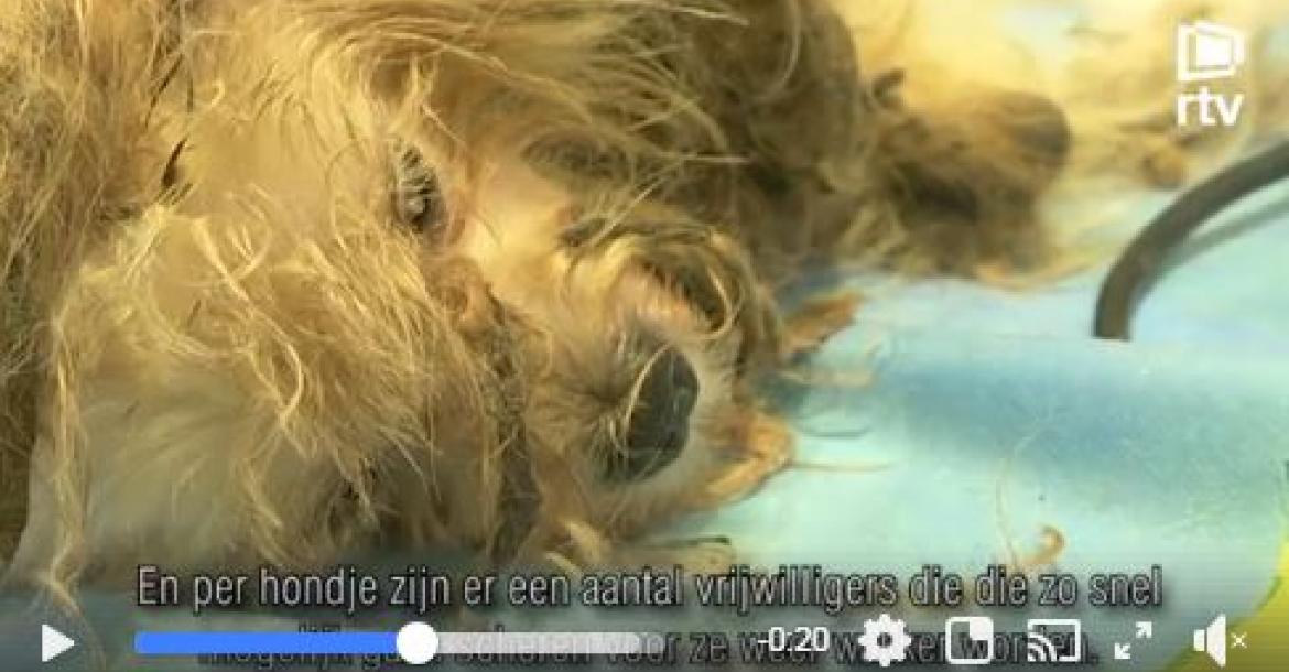 17 Honden in verwaarloosde toestand in België 