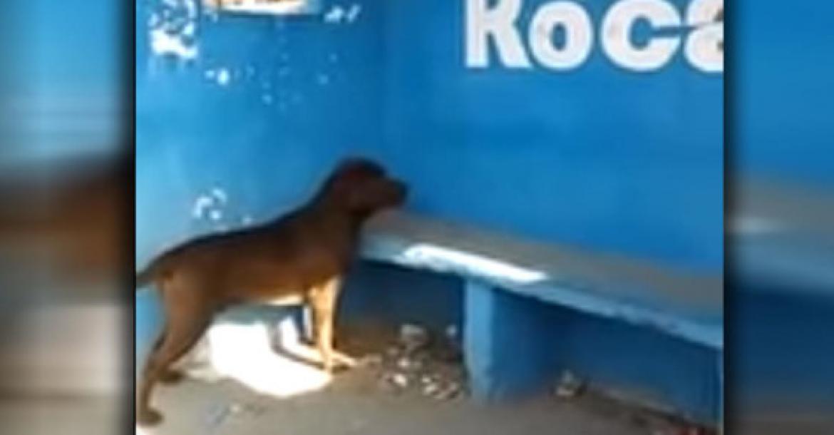 Hond staart dagenlang naar blauwe muur