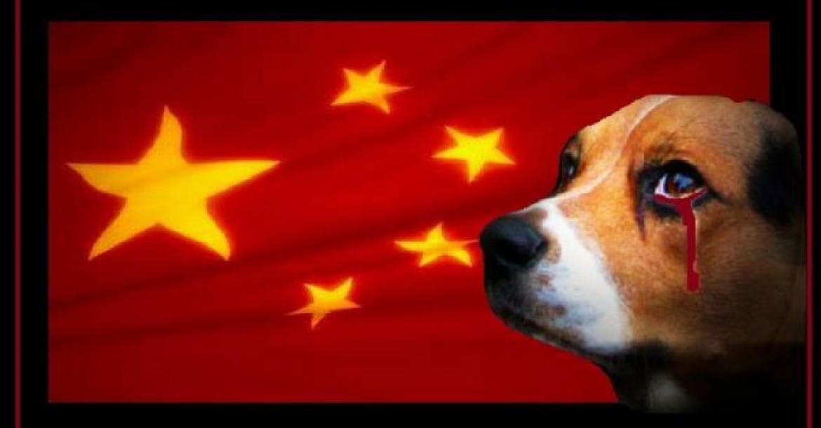 Yulin stopt niet, ban op hondenvlees lijkt voornamelijk loos gerucht