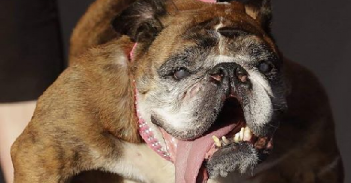 "Lelijkste hond" overlijdt twee weken na overwinning
