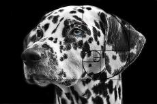 Wetenschap: Dalmatier is mooiste hond