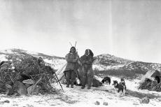 Nieuw onderzoek onthult het unieke, prachtige erfgoed van Inuit-sledehonden