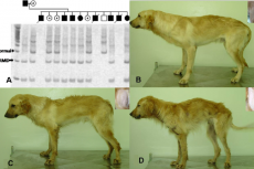 Genen-kniptechniek helpt honden met erfelijke ziekte DMD