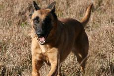 Honden getraind om Covid-19 te detecteren in mensen