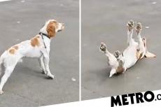 Video van flauwvallende hond bij eendjes blijkt neurologische aandoening