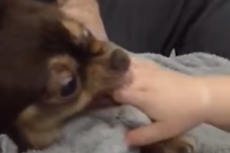 Youtube helpt onderzoek naar hondenbeten