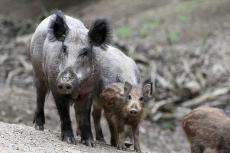 Afrikaanse varkenspest in aantocht