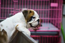 Omstreden hondenimporteur komt weg met 270.000 euro boete en verbeurdverklaring